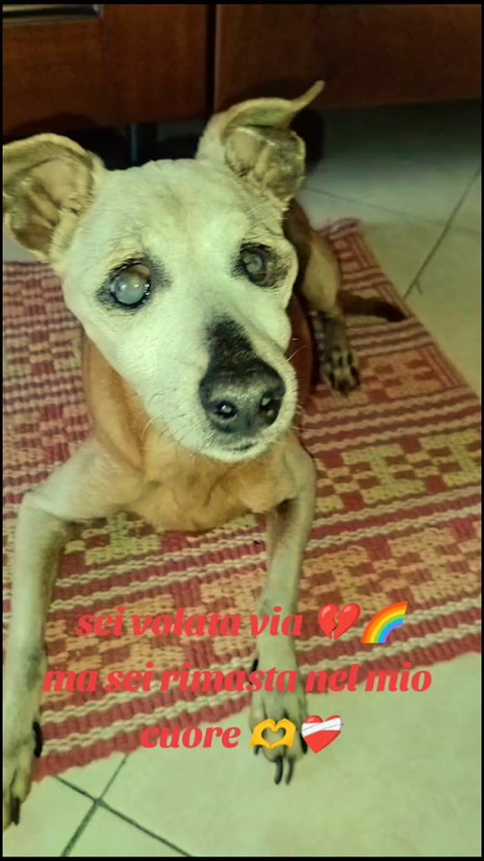 TikTok video thumbnail by carladolcecuore26