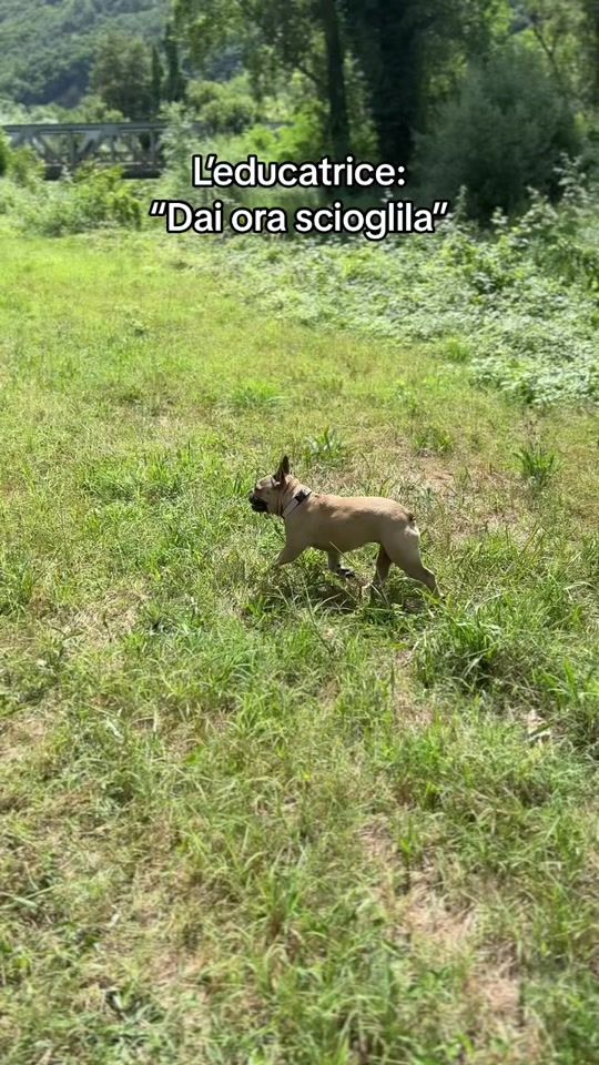 TikTok video thumbnail by olivia.labulldogger