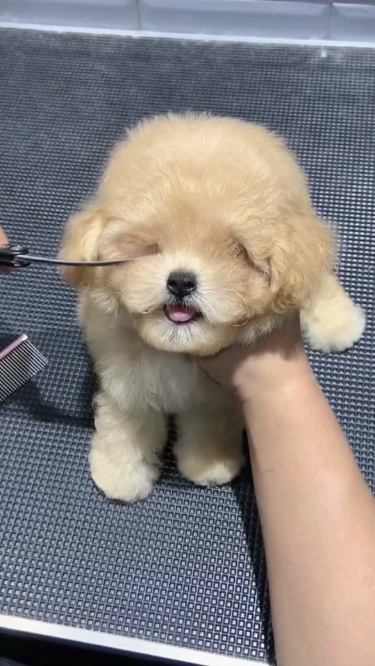 TikTok video thumbnail by puppysharestudio