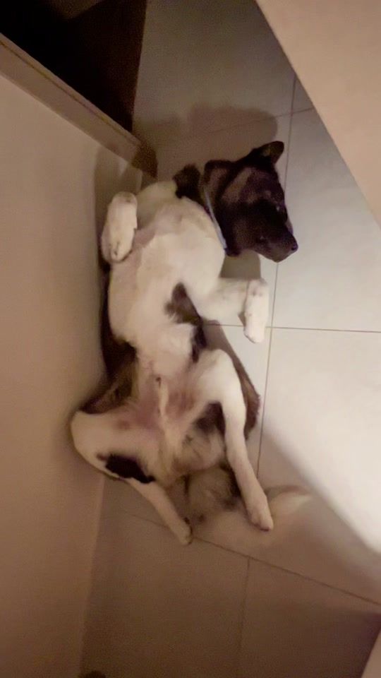 TikTok video thumbnail by duke.the.american.akita