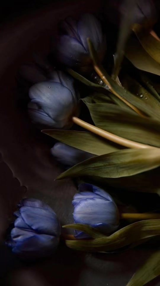 TikTok video thumbnail by blackopium600