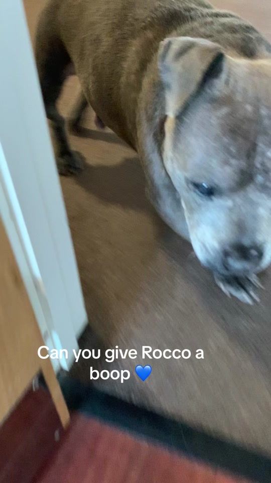TikTok video thumbnail by lilothecutefrenchie