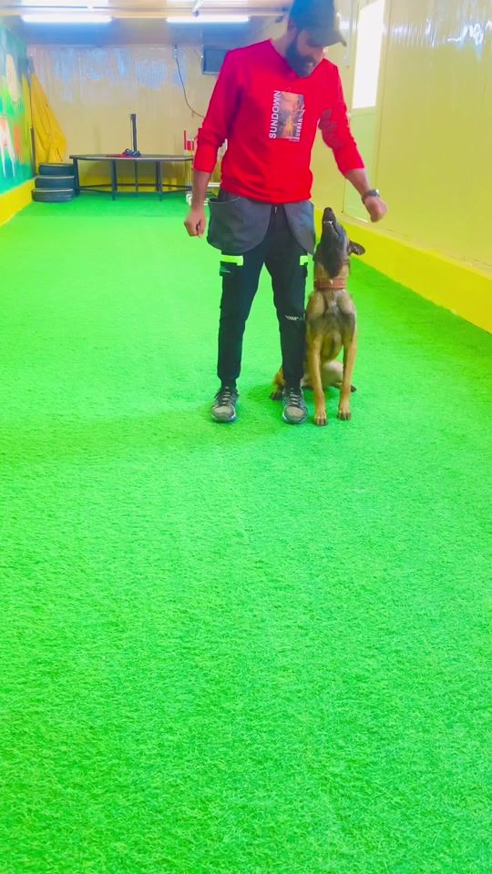TikTok video thumbnail by petssecret7