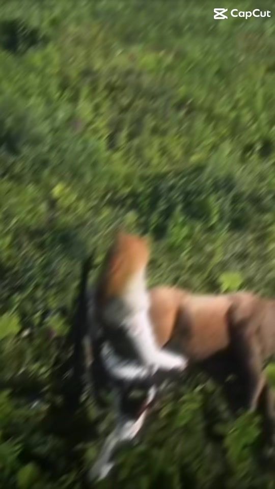 TikTok video thumbnail by rdr_xox