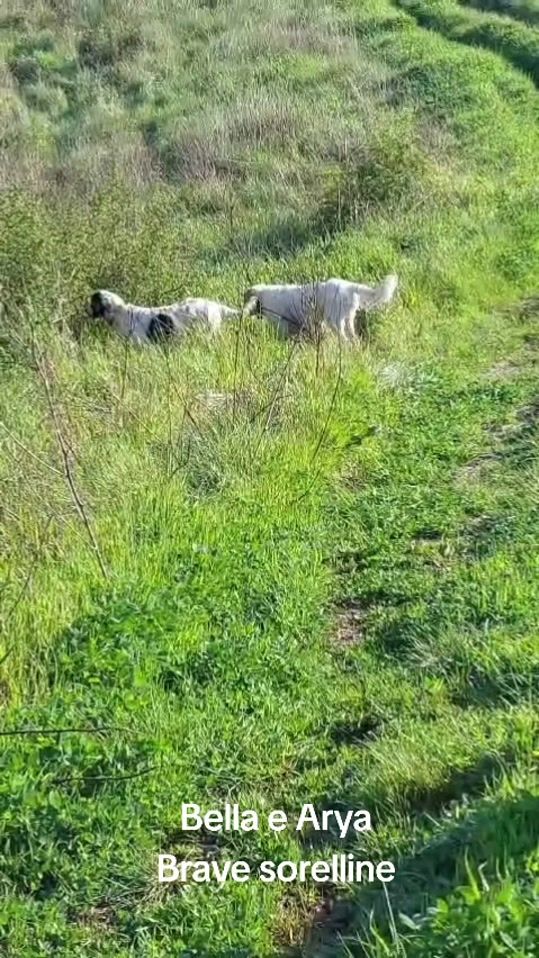 TikTok video thumbnail by emynesi