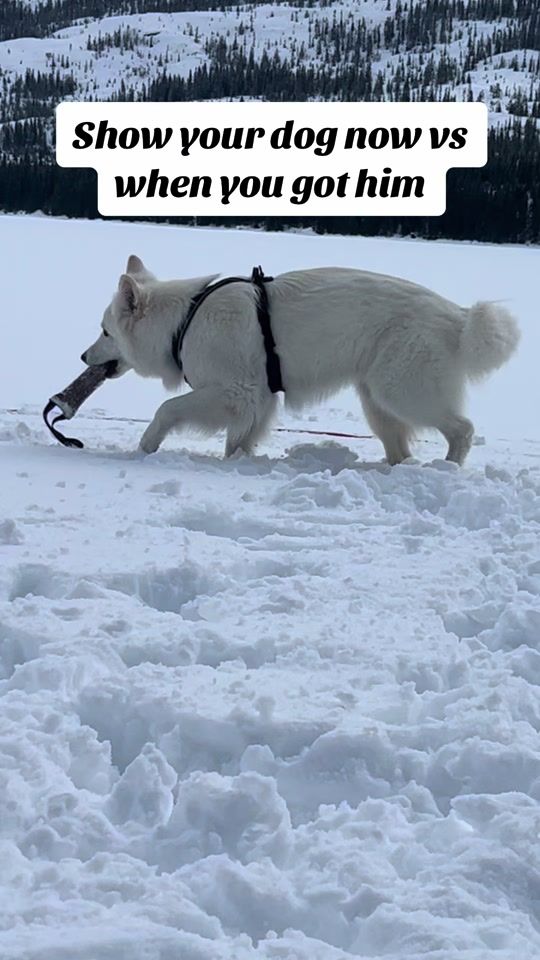TikTok video thumbnail by lillianrandby