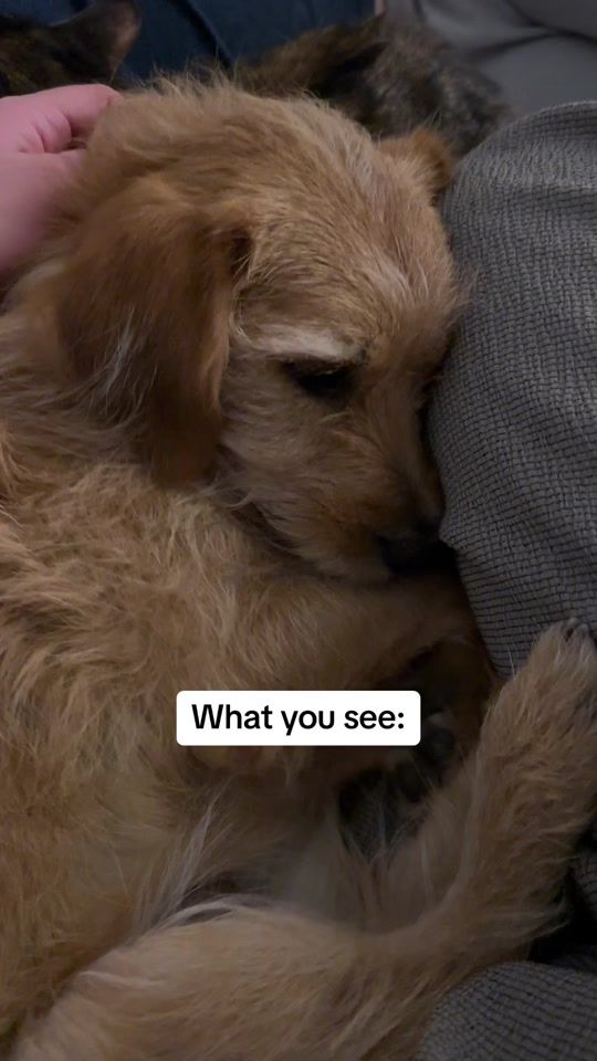 TikTok video thumbnail by jimmi_thedog