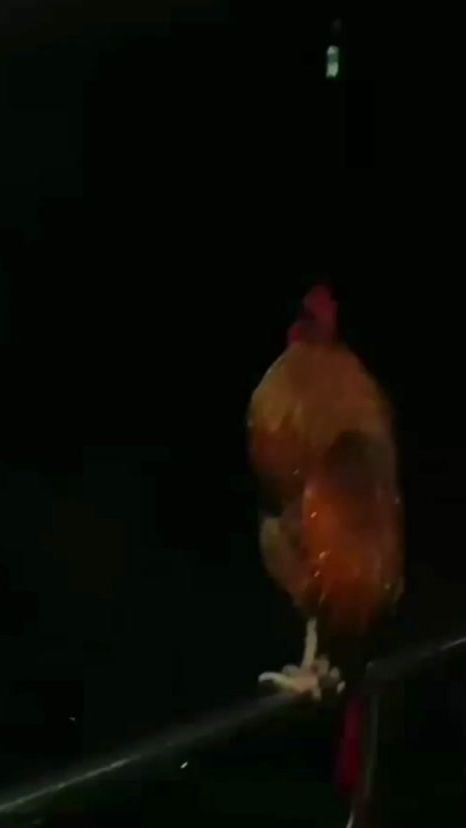 TikTok video thumbnail by wtehlv