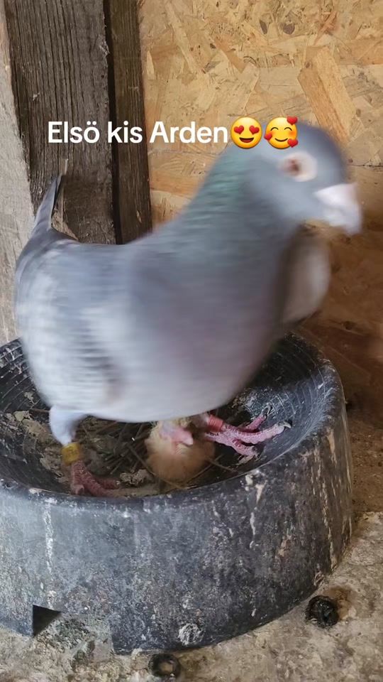 TikTok video thumbnail by pigeonvlogs97