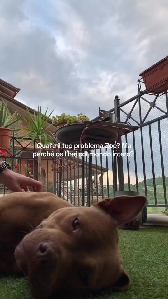 TikTok video thumbnail by zoethegentlepit