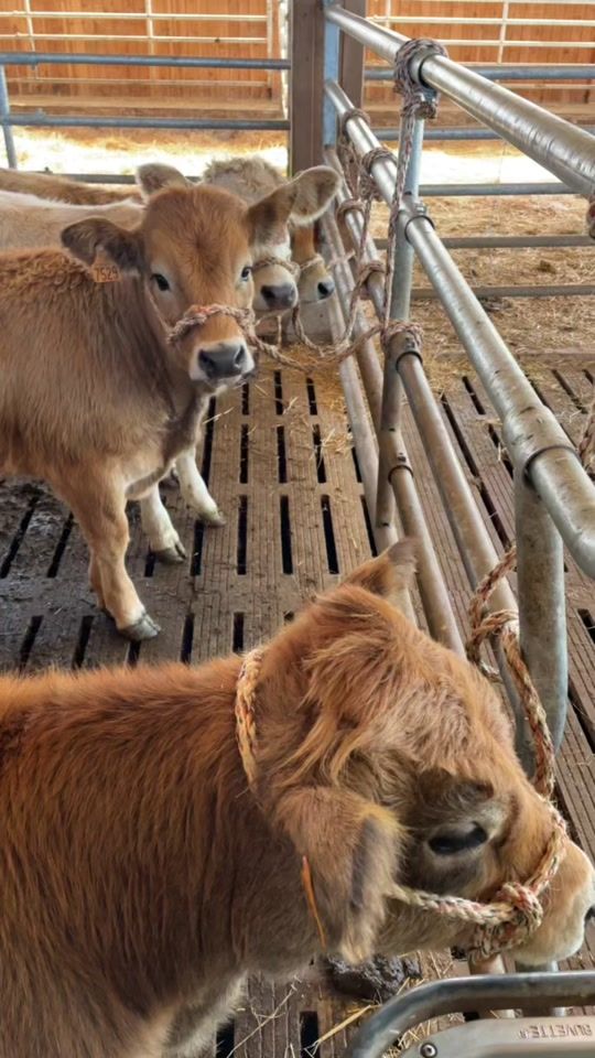 TikTok video thumbnail by hugo.paysan