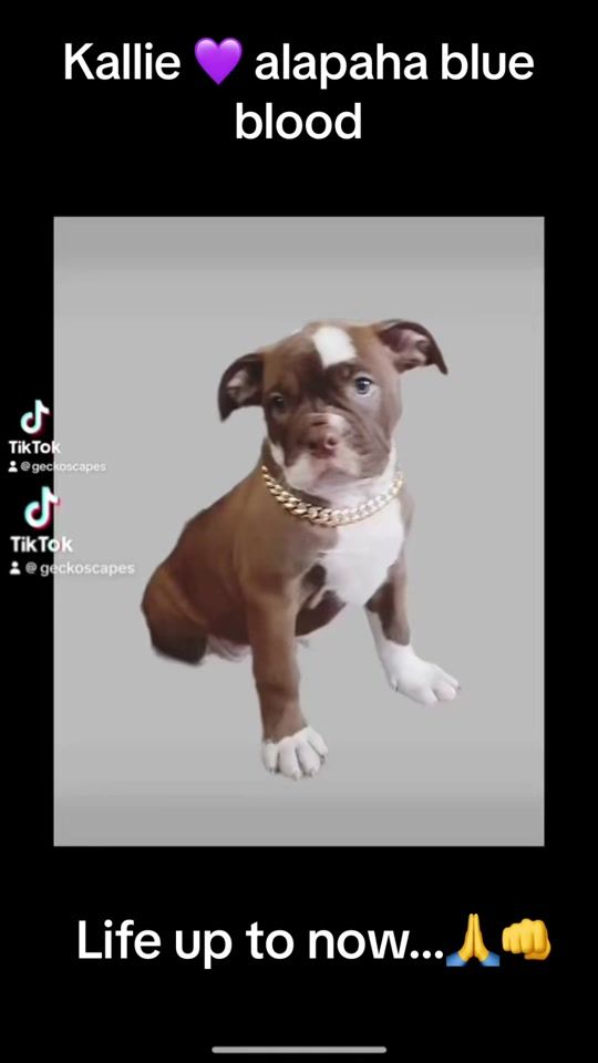 TikTok video thumbnail by abbbulldogs