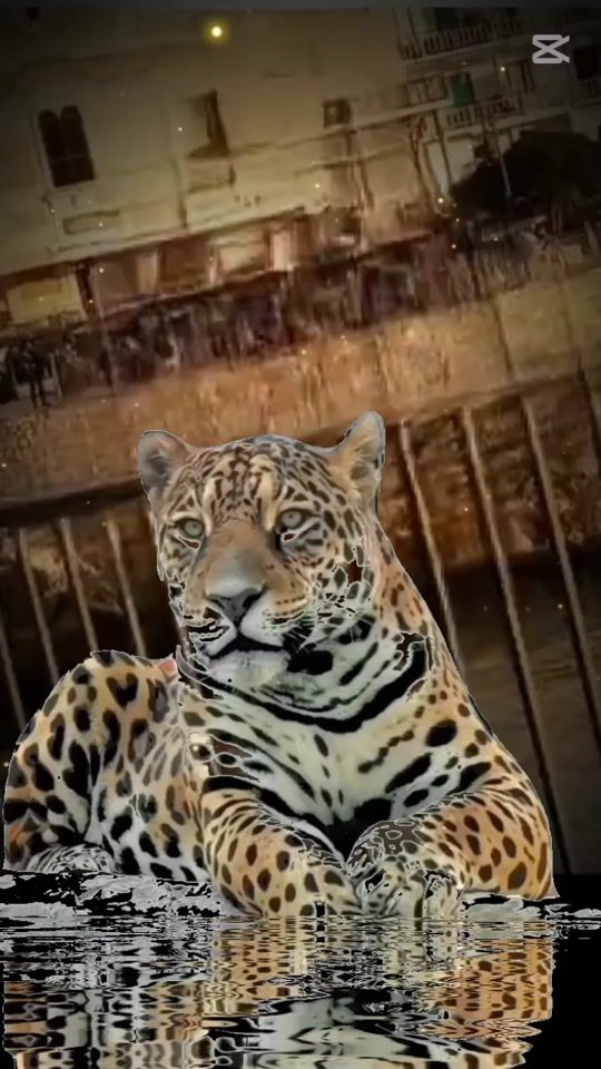 TikTok video thumbnail by mirelaschwartz0