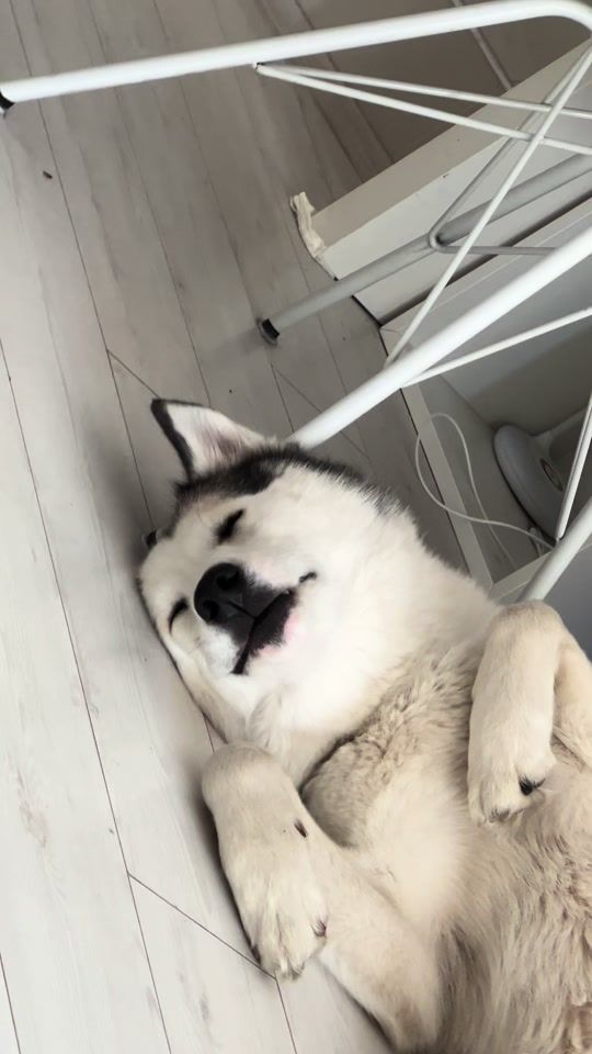 TikTok video thumbnail by ezihusky