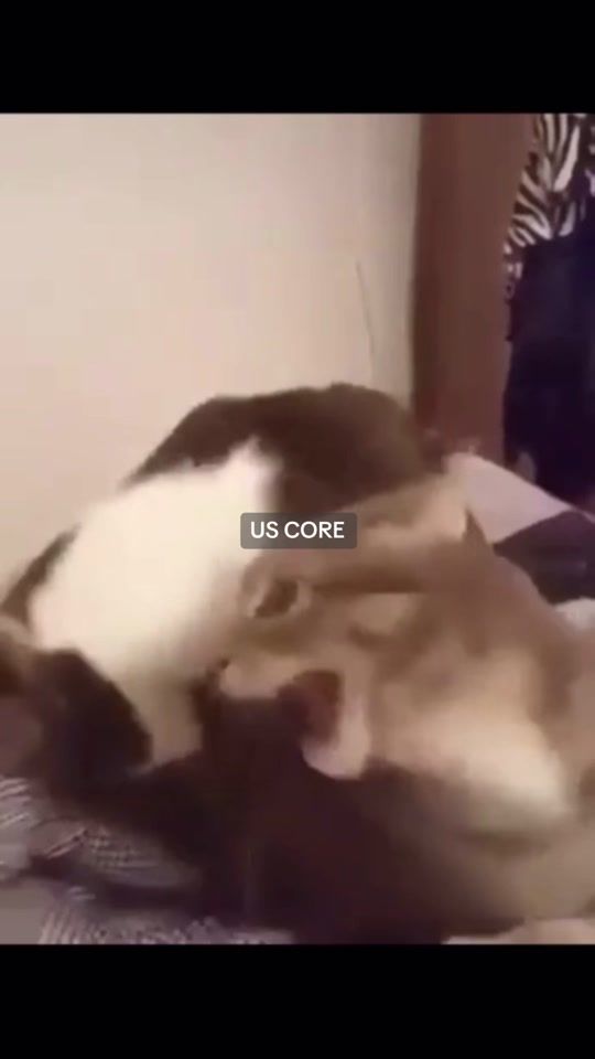 TikTok video thumbnail by annoying.worm