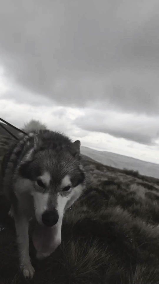 TikTok video thumbnail by doggodrob_adventurewalks