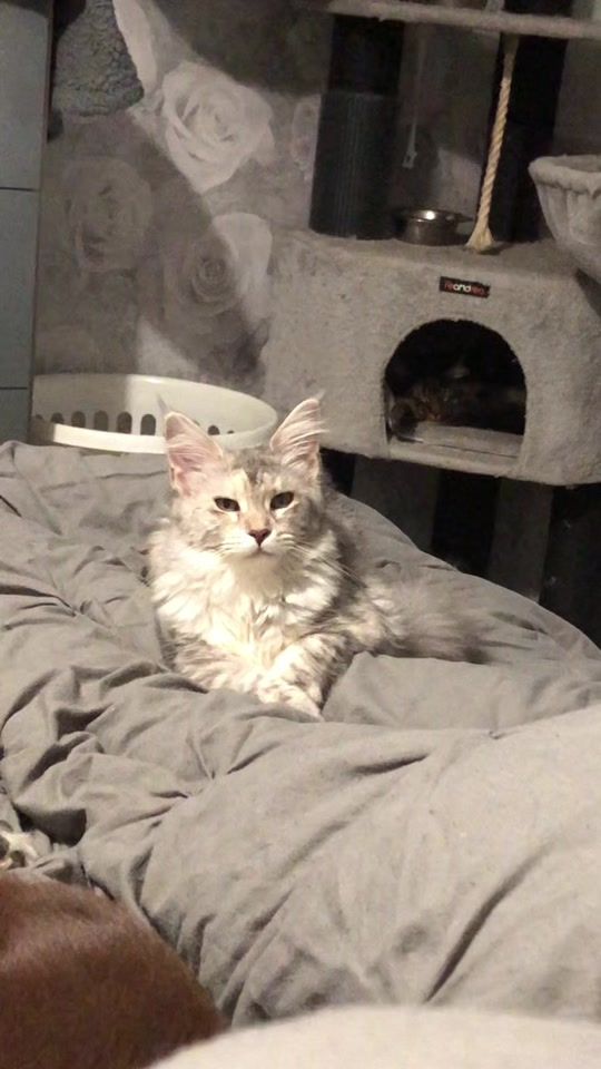 TikTok video thumbnail by animal_madness_2026