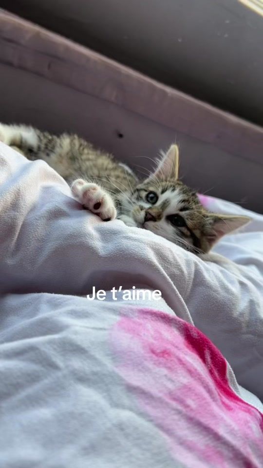 TikTok video thumbnail by gregorygreg987