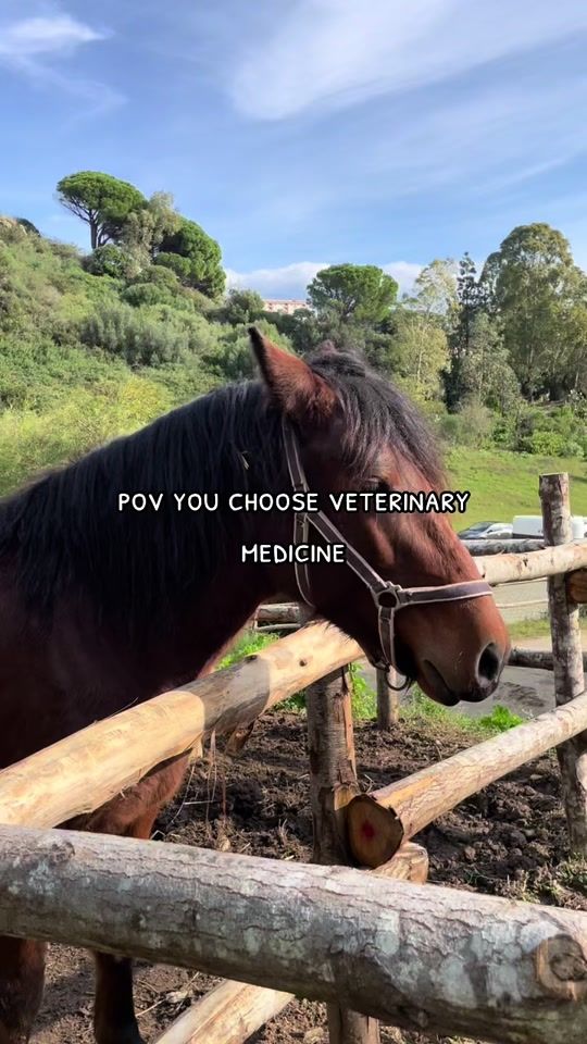 TikTok video thumbnail by ema_vetstudent