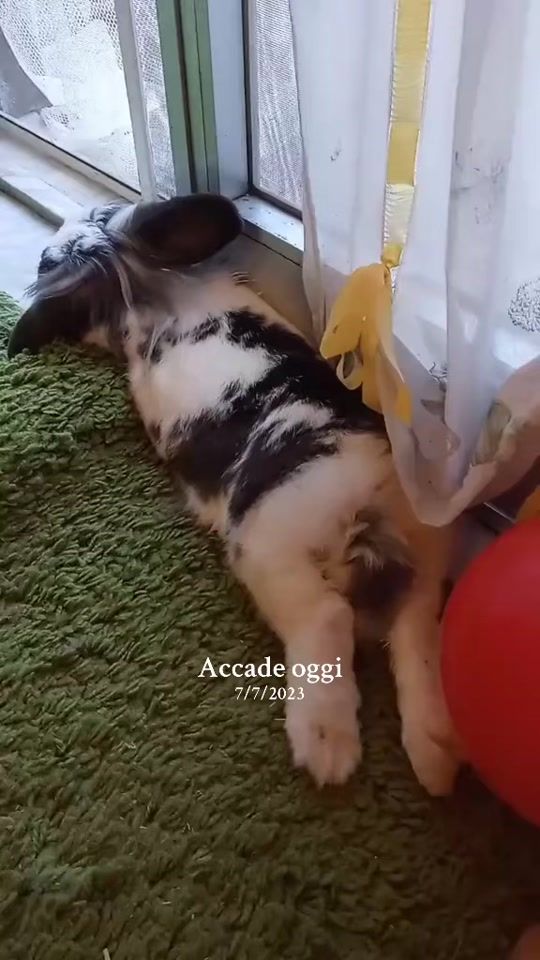 TikTok video thumbnail by ginger10elode