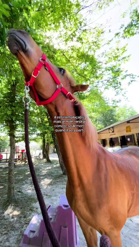 TikTok video thumbnail by rose_trd