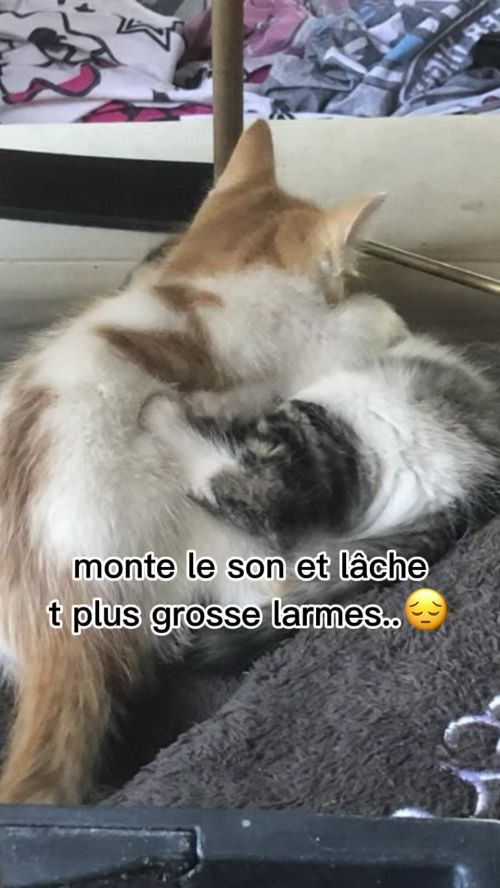 TikTok video thumbnail by rayon.de.tiktok