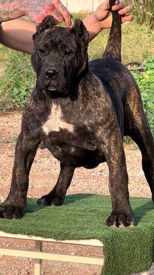 TikTok video thumbnail by presacanariosanz