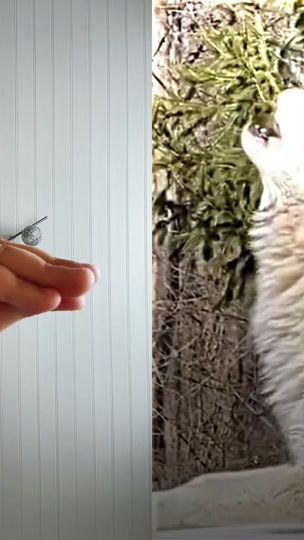 TikTok video thumbnail by la_vie_en_rose47