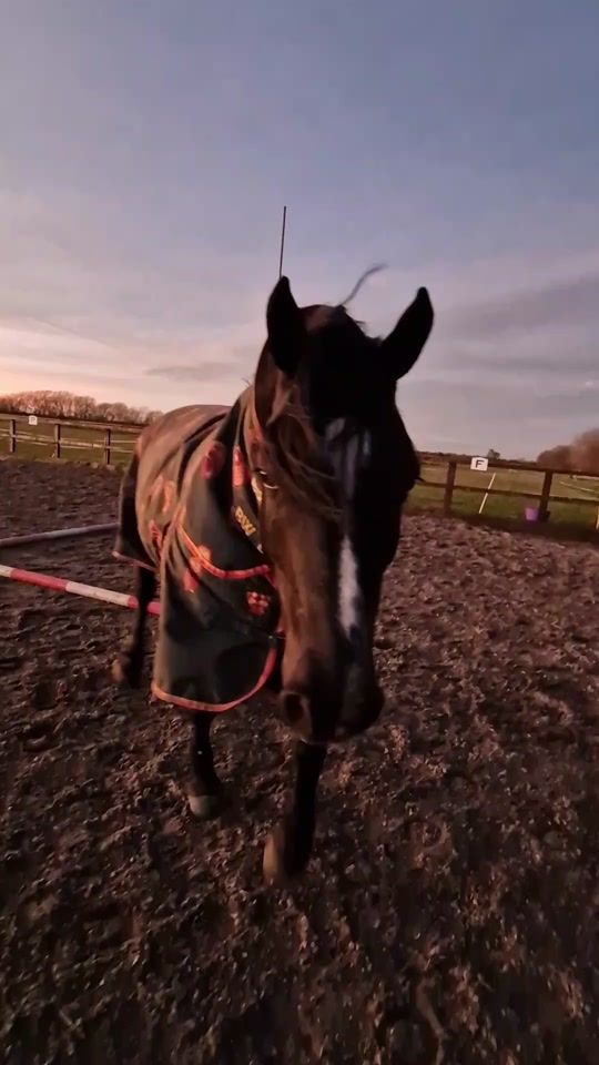 TikTok video thumbnail by ellis.smith.equestrian