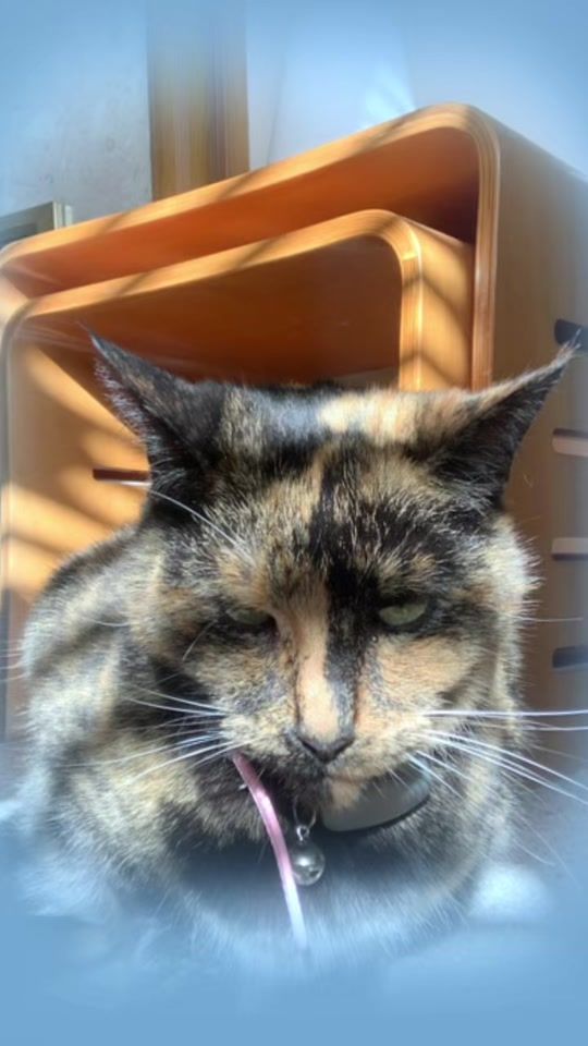 TikTok video thumbnail by eleriwilliams91