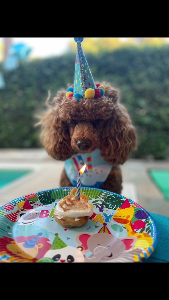 TikTok video thumbnail by kiko.the.mini.poodle