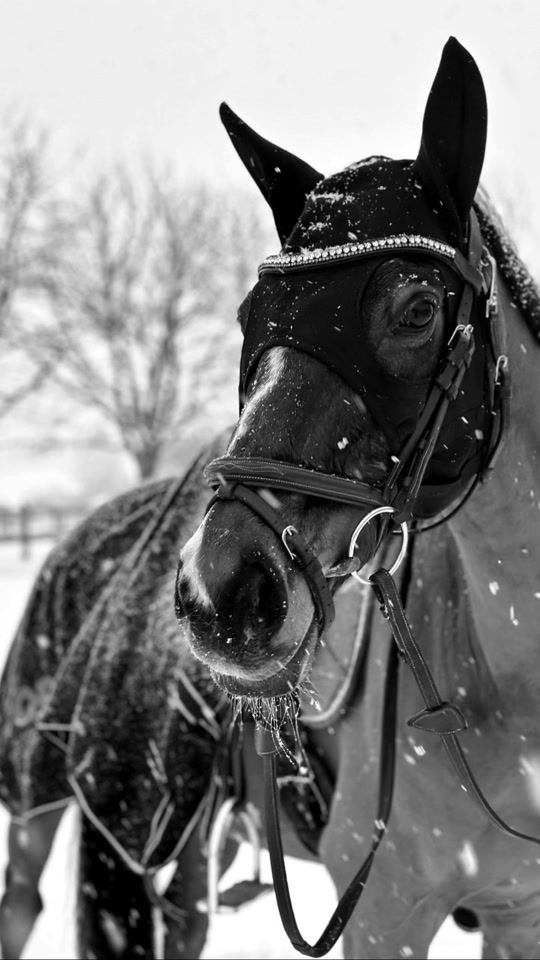 TikTok video thumbnail by dusaertjill