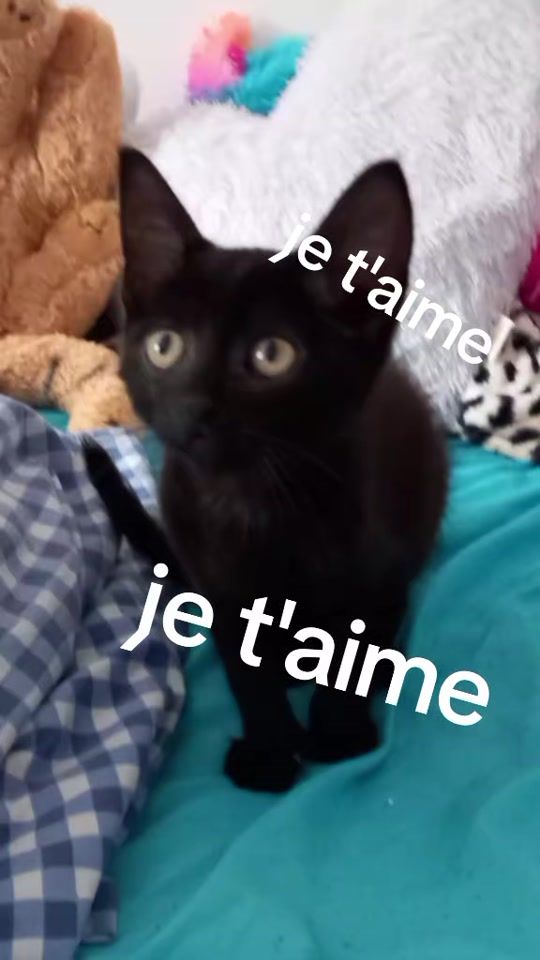 TikTok video thumbnail by ocane.oudaer.sabl