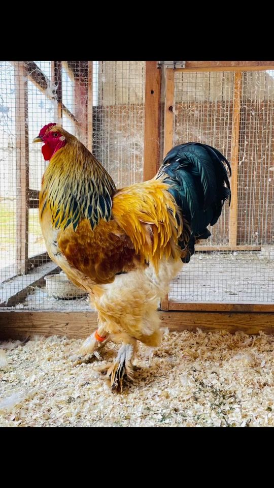 TikTok video thumbnail by zolika22