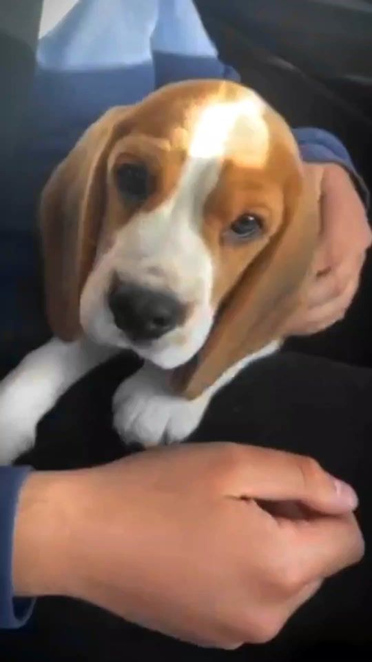 TikTok video thumbnail by riothebeagle5