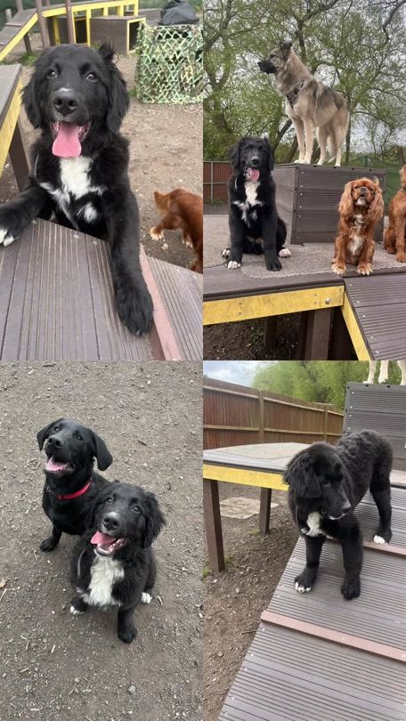 TikTok video thumbnail by lk.all.things.dog