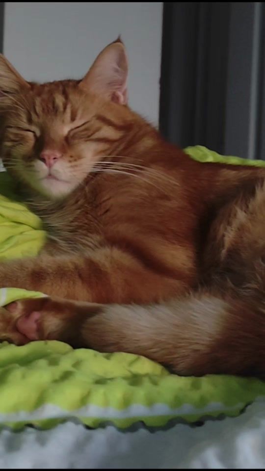 TikTok video thumbnail by toktikozz