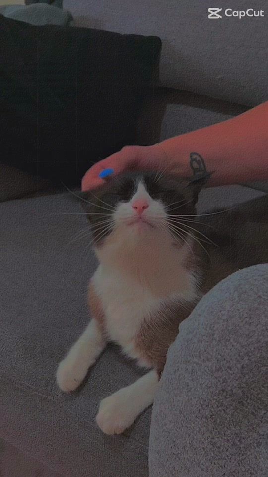 TikTok video thumbnail by daniielzh