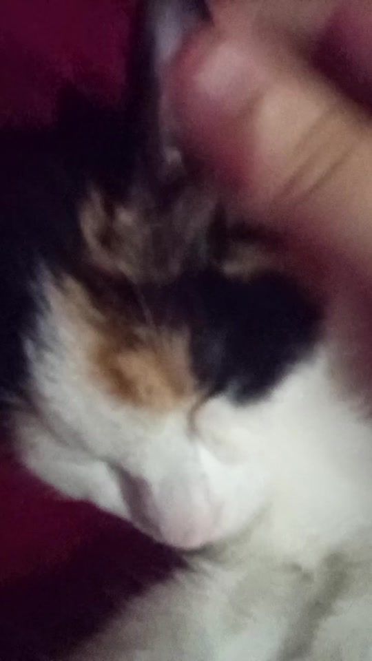 TikTok video thumbnail by giuliettarago