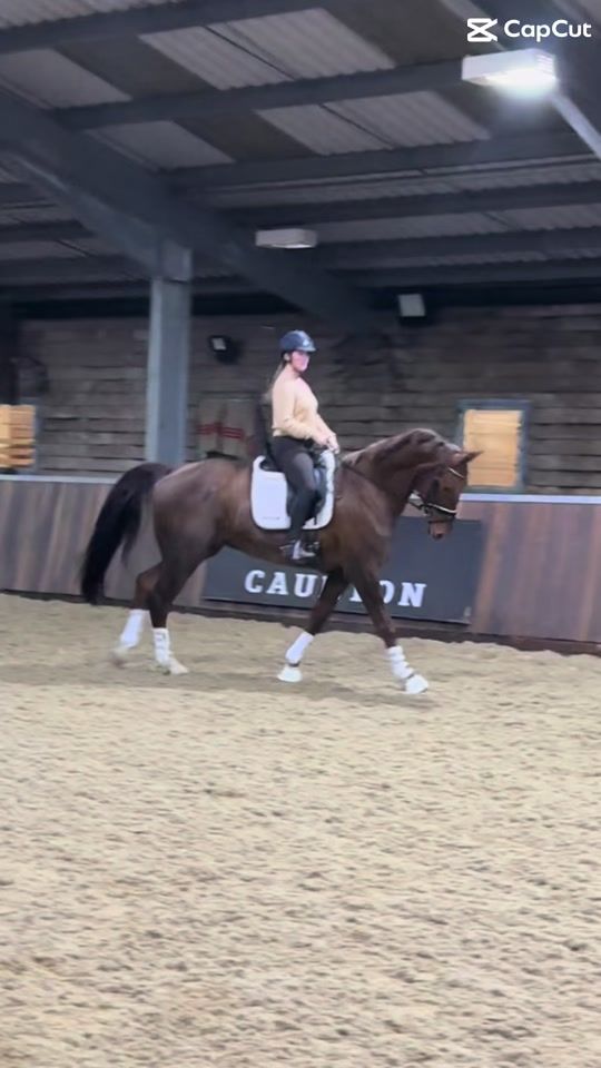 TikTok video thumbnail by evetaylorequestrian