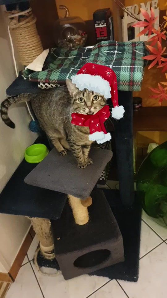 TikTok video thumbnail by monimoni4779