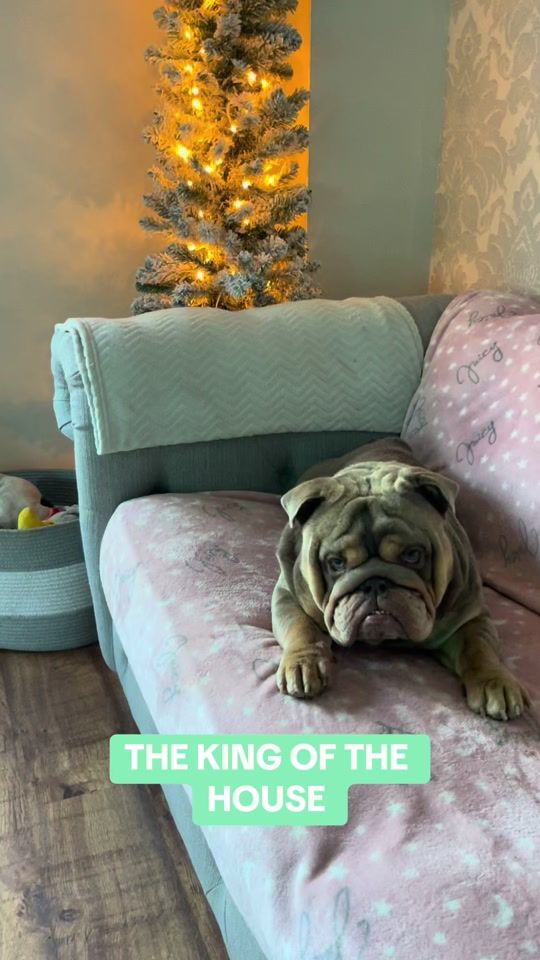 TikTok video thumbnail by marley_englishbulldog