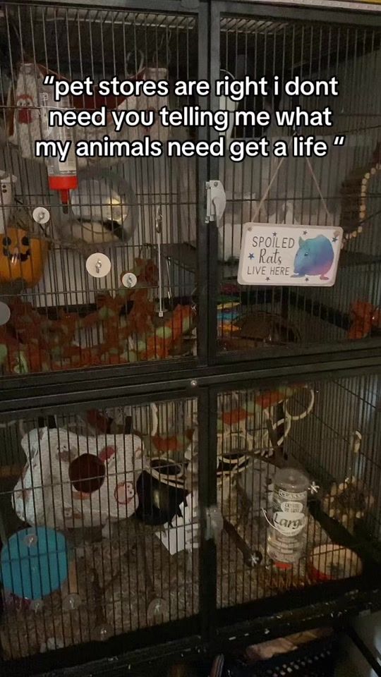 TikTok video thumbnail by riotzmischief