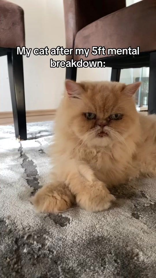 TikTok video thumbnail by sophia_ltnr