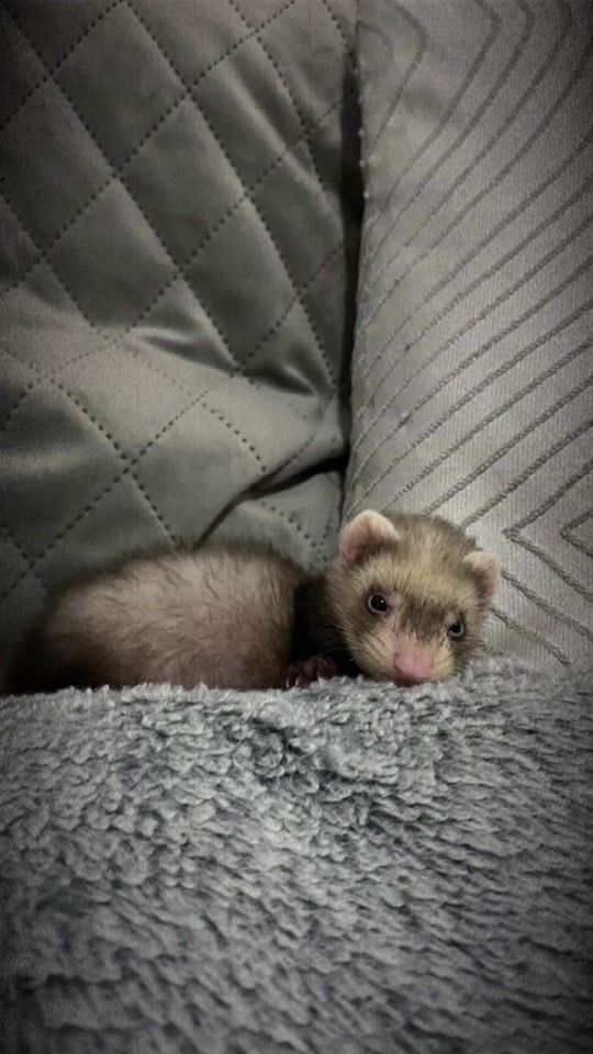 TikTok video thumbnail by nesfilipaaa