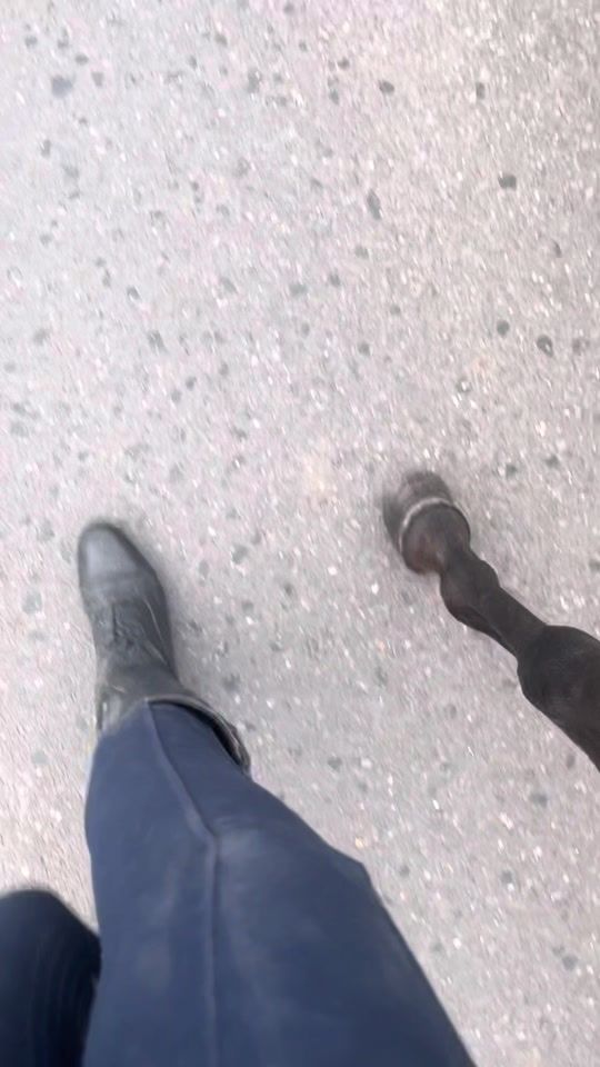 TikTok video thumbnail by skyeanimals24