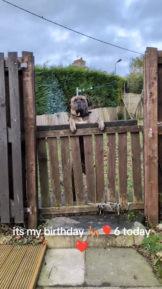 TikTok video thumbnail by frankchristie678
