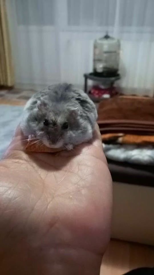 TikTok video thumbnail by nicoleta.caluta
