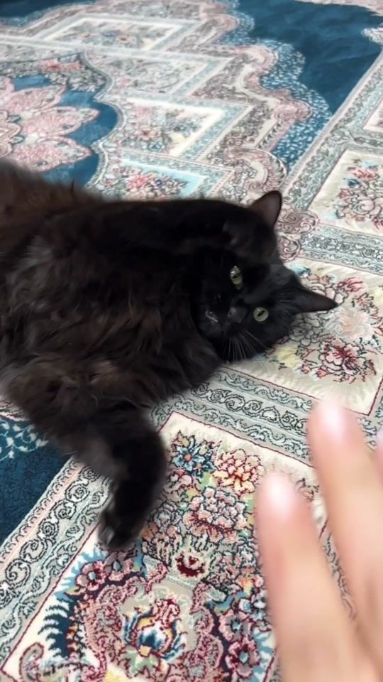 TikTok video thumbnail by cookie.the.cat09