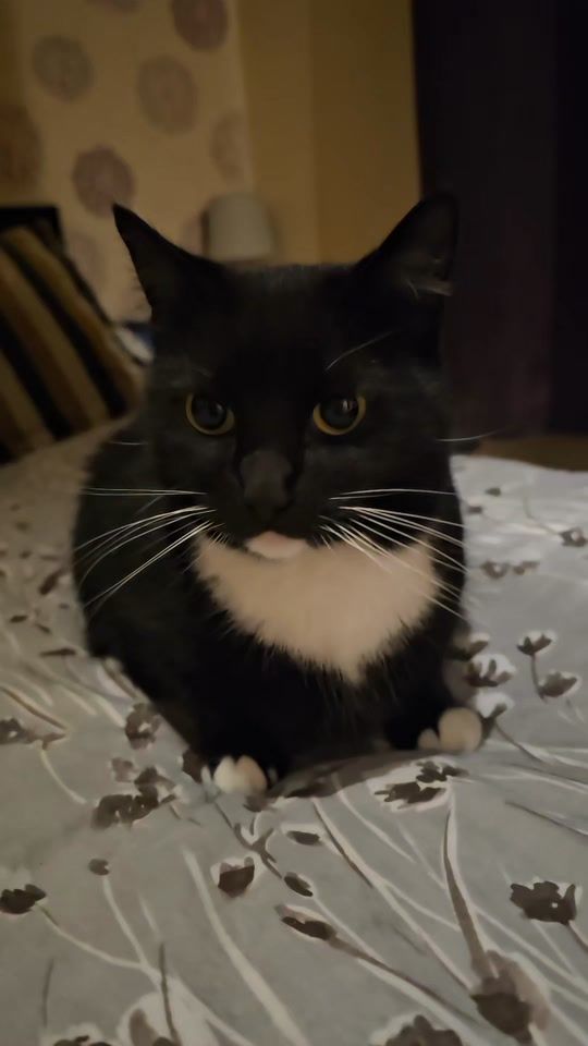 TikTok video thumbnail by noeliagaranito